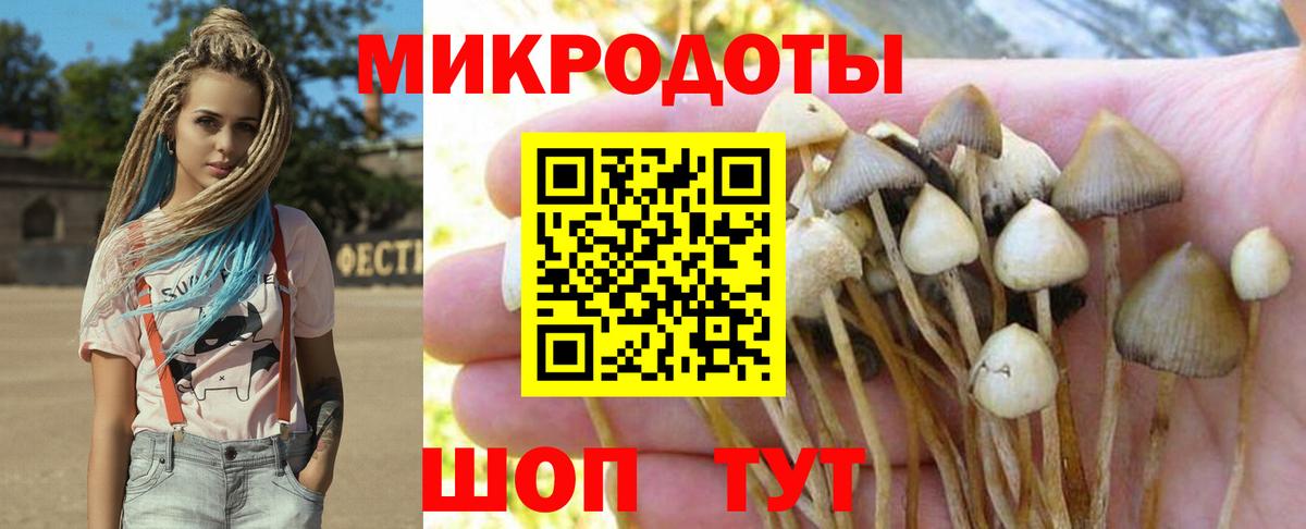 Псилоцибиновые грибы Cubensis Апшеронск
